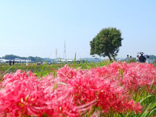 彼岸花の絶景広がる「ごんの秋まつり2024」が半田市で9/20(金)～10/4(金)開催-記事-ちたまるNavi | 知多半島情報ポータル