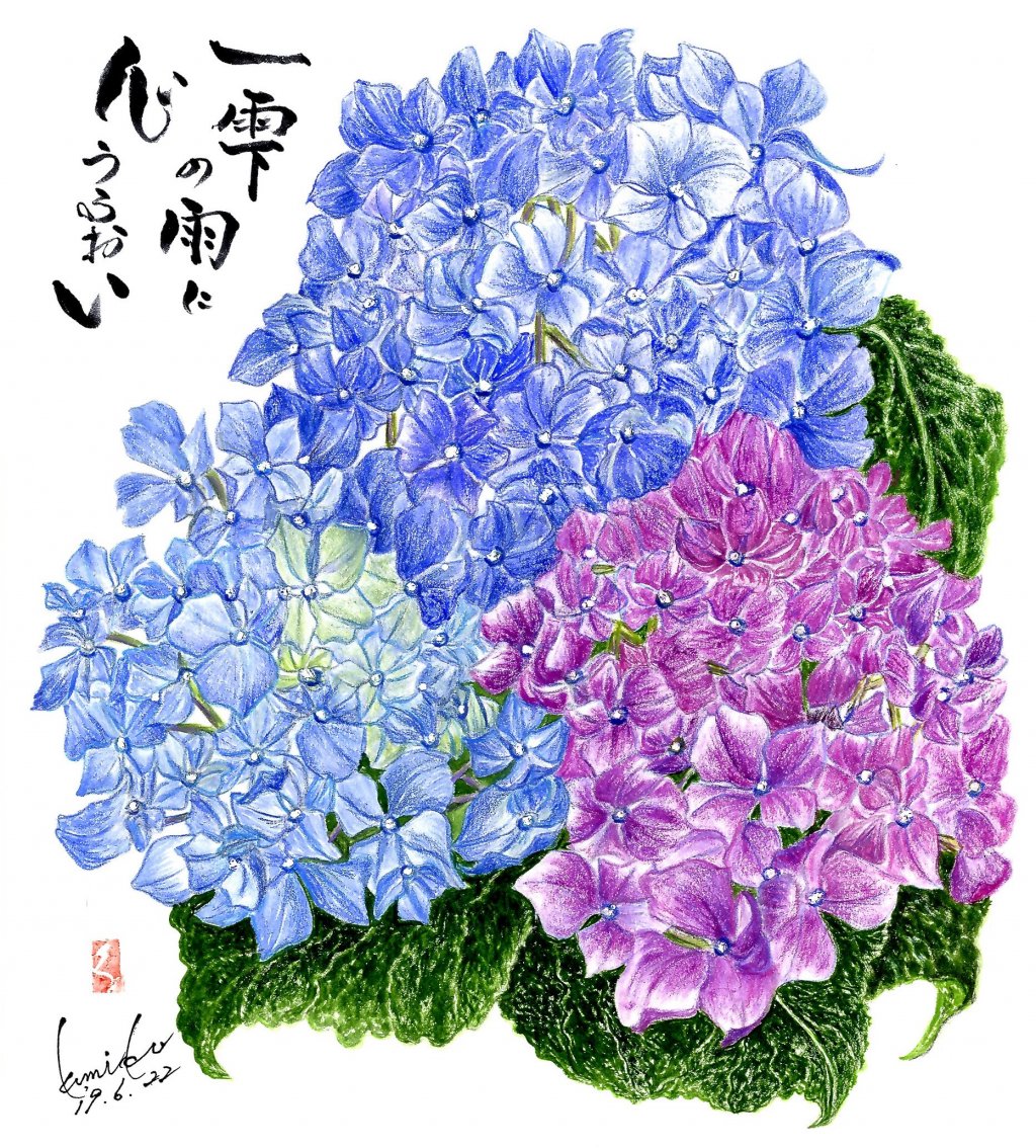 三色の紫陽花(アジサイ)　花言葉「辛抱強さ」