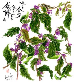 ムラサキシキブ(紫式部)　花言葉「聡明」