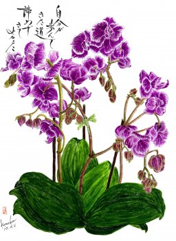 紫蘭 花言葉「あなたを忘れない」