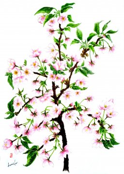 山桜（ヤマザクラ）　花言葉「あなたに微笑む」