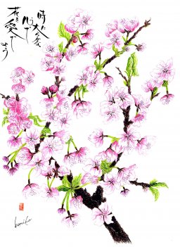 　桜（ソメイヨシノ）花言葉「純潔」