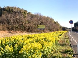 常滑市の国道247号線沿いに約600m続く「季節の花畑」を発見