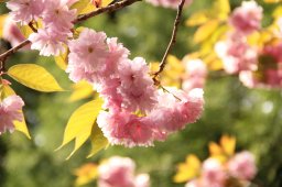 本日の夕方放送NHK「まるっと！」に東浦・於大公園の八重桜が