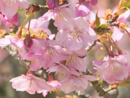 例年より早めの開花！南知多町「聖崎公園」の河津桜が今週・来週見頃に