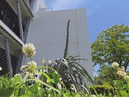 激レア！数十年に一度しか咲かない「リュウゼツラン」が知多市役所で開花寸前!!