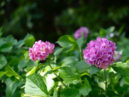 アジサイが咲き始めた！東海市「上野台公園」の紫陽花レポート2024【ぶらり、じもふぉと。#13】