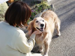 ペットと一緒に健康ケア！ペットケア専門店なら獣医監修の常滑市「ちゃこーるぐれい」へ／ちたまる広告